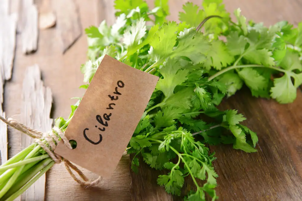 freshly bought cilantro on a wooden board