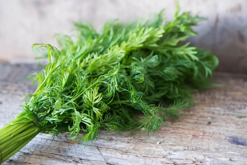 fennel leaves on a wooden floor